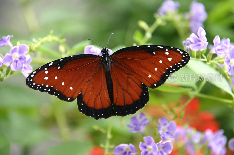 蝶后(Danaus gilippus)坐在紫色的花朵上(特写)